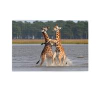 Puzzles de 1000 pièces Yyhwhjde Deux Girafes Combattre Imprimés Puzzles éducatifs intellectuels en bois Puzzles amusants Jeu anti-stress