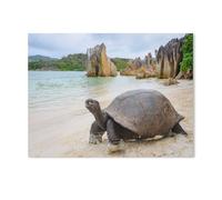 Puzzles en Bois 1000 Pièces，Tortue géante d'Aldabra sur Curieuse，Jouets Intellectuels De Puzzle Difficiles, Jouets De Bricolage Cadeaux pour Enfants（75x50cm）-Z69