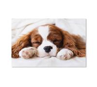 Puzzles en Papier 1000 Pièces，Cavalier King Charles Spaniel，Jouets Intellectuels De Puzzle Difficiles, Jouets De Bricolage Cadeaux pour Enfants（38x26cm）-G17