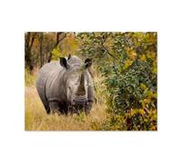Puzzles en Papier 1000 Pièces，Rhinocéros dans Son Habitat，Jouets Intellectuels De Puzzle Difficiles, Jouets De Bricolage Cadeaux pour Enfants（38x26cm）-AU13