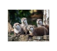 Puzzles Enfants Adultes 1000 Pièces，Groupe de Quatre Petites loutres à Griffes Fines orientales attentives，Artisanat Cadeau Famille Puzzle Classique 3D Puzzle Jouet en Bois Cadeau Unique -A57