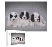 Puzzles pour Adolescents 300 PCS Three Landseer Puppies Puzzles pour Adultes Jeux Relaxants pour S'amuser en Famille Cadeaux De Noël Et d'anniversaire 300 PCS
