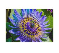 Puzzles pour Adolescents 38x26cm/1000pcs Passion Flower Bloom Puzzles pour Adultes Jeu Manuel Découpe De Précision Cadeaux d'anniversaire Et Autres Cadeaux Uniques 38x26cm/1000pcs