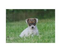 Puzzles pour Adolescents Jack Russell Terrier Puppy Puzzle Adulte, Jeu Familial, Difficile, Cadeau d'anniversaire, Cadeaux, 38x26cm/1000pcs