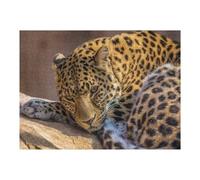 Puzzles pour Adolescents Leopard Wildlife Portrait Puzzle pour Adultes - Jeu Manuel - Découpe De Précision - Idéal pour Un Anniversaire Ou Noël 1000pcs(52x38cm)