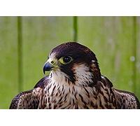 Puzzles pour Adultes 100 pièces Faucon pèlerin Prédateur Raptor Chasseur Puzzle Jeu Illustration pour Adultes, Adolescents, Impression Haute définition Puzzle de Sol Multicolore 45,5 x 35,5 cm