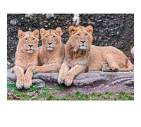 Puzzles pour Adultes 100 pièces, Puzzles de léopard, pour Les Jeux de Famille et Les peintures décorant Les Murs.