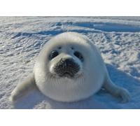 Puzzles pour adultes 1000 pièces Bébé phoque arctique au Canada Photo Photo Phoque Casse-tête d'animaux sauvages Famille Puzzles amusants pour les vacances Cadeau