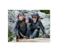 Puzzles pour Adultes 1000 Pièces，Deux Petits chimpanzés enjoués côte à côte，Puzzles en Papier pour Adultes Décompression Jouets Puzzle,Puzzles Classiques（38x26cm）-R13