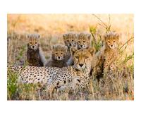 Puzzles pour Adultes 1000 pièces, Paysage lac, Animaux de Paysage Urbain défi Puzzles pour Adultes, adapté pour la décoration de la Maison et des Cadeaux.