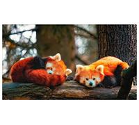 Puzzles pour Adultes 1000 Pièces,Puzzle en Bois Classique,2 Pandas Roux Puzzle,Jeux Parents