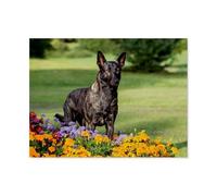 Puzzles pour Adultes 1000 Pièces Puzzle en Papier，Berger hollandais expressif，Impossible Puzzle Brain Challenge ， Convient pour La Décoration De La Maison（50x70cm）-AR89