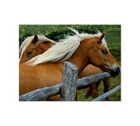 Puzzles pour Adultes 1000 Pièces Puzzle en Papier，Chevaux，Impossible Puzzle Brain Challenge ， Convient pour La Décoration De La Maison（38x26cm）-AO69