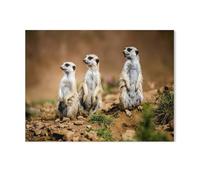 Puzzles pour Adultes 1000 Pièces Puzzles pour Adultes Enfants Puzzles，Suricates vigilants: Faire la sentinelle，Puzzles Jouets Éducatifs Jeu Cadeau（75x50cm）-J30