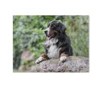 Puzzles pour Adultes 1000 Pièces Puzzles Puzzles，Berger Bernois，Bricolage Adulte Enfants Puzzles Adultes Jeux Éducatifs pour Enfants Cadeaux Adultes（75x50cm）-Z84