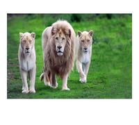 Puzzles pour Adultes 1500 pièces, Puzzles de Lion, pour Les Jeux de Famille et Les peintures décoratives murales.