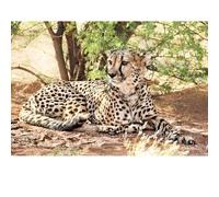 Puzzles pour Adultes 2000 pièces, Paysage lac, Animaux de Paysage Urbain défi Puzzles pour Adultes, adapté pour la décoration de la Maison et des Cadeaux.