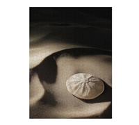 Puzzles pour Adultes 52x38cm/1000pcs Puzzles Sand Dollar on Beach Puzzle pour Adultes, Jeu De Réflexion pour S'amuser en Famille, Difficile Et Stimulant 52x38cm/1000pcs