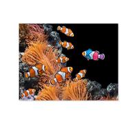 Puzzles pour Adultes Enfants Puzzle 1000 Pièces，Banc de Poissons-Clowns communs et Un Poisson coloré，Jeu De Puzzle Stimulant（75x50cm）-R78