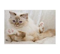 Puzzles pour Adultes Enfants Puzzle 1000 Pièces，Mignon Chat sacré de Birmanie，Puzzles Jeu De Puzzle Stimulant（75x50cm）-AG68