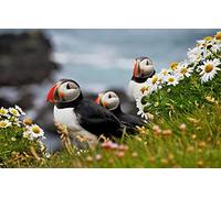 Puzzles pour Adultes Puzzle 200 pièces Oiseau Macareux Moine 35x25CM