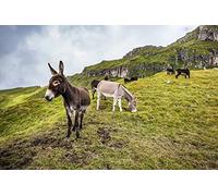 Puzzles pour adultes Puzzle 2000 pièces | troupeau d'ânes broutant |Puzzles -70x100cm(27.56x39.37inch)