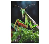 Puzzles pour Praying MFourmiis Puzzles pour AdultesPuzzles en Bois De 1000 Pièces pour Adultes Cadeaux Jeu StimulFourmi （78×53cm）