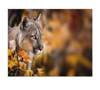 Puzzles，Puma attentif, également connu sous Le nom de Lion de Montagne，Adultes Puzzle en Papier, Décoration De La Maison Moderne pour Le Salon-1000 Pièces（38x26cm）-W73