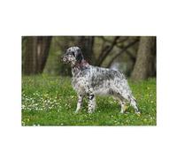 Puzzles, Puzzles pour Adultes, Puzzle Stimulant, 1000 pièces, Puzzle en Bois, Setter Anglais, pelouse, Animaux domestiques, Chiens Setter Anglais