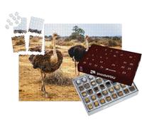 puzzleYOU : Calendrier de l'Avent | « Autruche Femelle et mâle dans la région Semi-désertique, Cap-Occidental en Afrique du Sud »