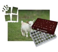 puzzleYOU : Calendrier de l'Avent | « Bébé chèvre Blanche dans l'herbe, Nouvelle-Angleterre, USA »