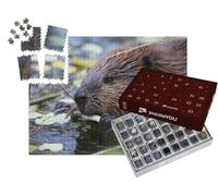 puzzleYOU : Calendrier de l'Avent | « Castor d'Amérique du Nord en Train de se Nourrir, Castor Canadensis, Alaska »