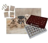 puzzleYOU : Calendrier de l'Avent | « Chiots Staffordshire Terrier américain dans Un Box »