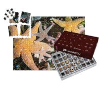 puzzleYOU : Calendrier de l'Avent | « des étoiles de mer colorées de Toutes Tailles »