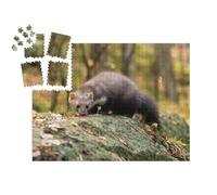 puzzleYOU : Calendrier de l'Avent | « La martre d'europe en quête de Nourriture dans la forêt »