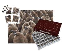 puzzleYOU : Calendrier de l'Avent | « Manchot Royal Adulte dans Un Groupe de Jeunes »