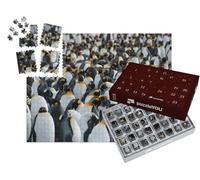 puzzleYOU : Calendrier de l'Avent | « Manchots royaux dans la Zone côtière de Gold Harbour, île de Géorgie du Sud »