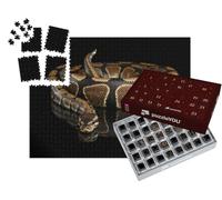 puzzleYOU : Calendrier de l'Avent | « Python Royal »