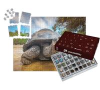 puzzleYOU : Calendrier de l'Avent | « Tortue des Galapagos, Équateur »
