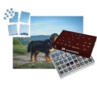 puzzleYOU : Calendrier de l'Avent | « Un Bouvier Bernois Prend Le Soleil Le Soir »