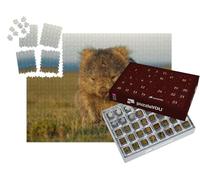 puzzleYOU : Calendrier de l'Avent | « Un Wombat dans la lumière du Soir en Tasmanie, Australie »