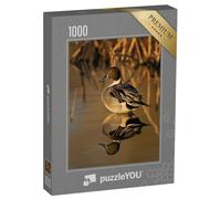 puzzleYOU : Puzzle de 1000 pièces « Canard pilet dans la lumière dorée avec des roseaux en arrière-Plan »