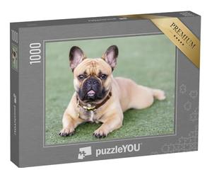 puzzleYOU : Puzzle de 1000 pièces « Chiot Bouledogue français »