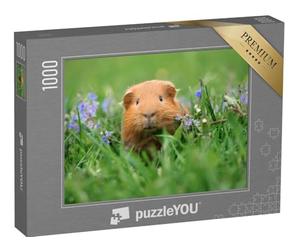 puzzleYOU : Puzzle de 1000 pièces « Mignon Cochon d'Inde dans l'herbe »