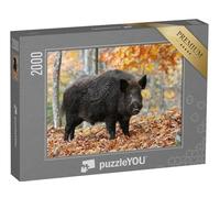 puzzleYOU : Puzzle de 2000 pièces « Sanglier mâle dans Une forêt d'automne »