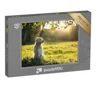 puzzleYOU : Puzzle de 48 pièces « Golden Retriever dans la lumière du Soir en été »