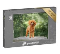 puzzleYOU : Puzzle de 500 pièces « Un Caniche Nain »