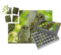 puzzleYOU : Smart Sorted® | Puzzle Photo 1000 pièces « Adultes et Jeunes éperviers perchés sur Une Branche au début de l'été, Canada »