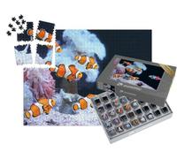 puzzleYOU : Smart Sorted® | Puzzle Photo 1000 pièces « Banc de Poissons-Clowns et Un Poisson-Clown Multicolore »