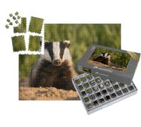 puzzleYOU : Smart Sorted® | Puzzle Photo 1000 pièces « Blaireau européen après Avoir quitté Son Terrier »